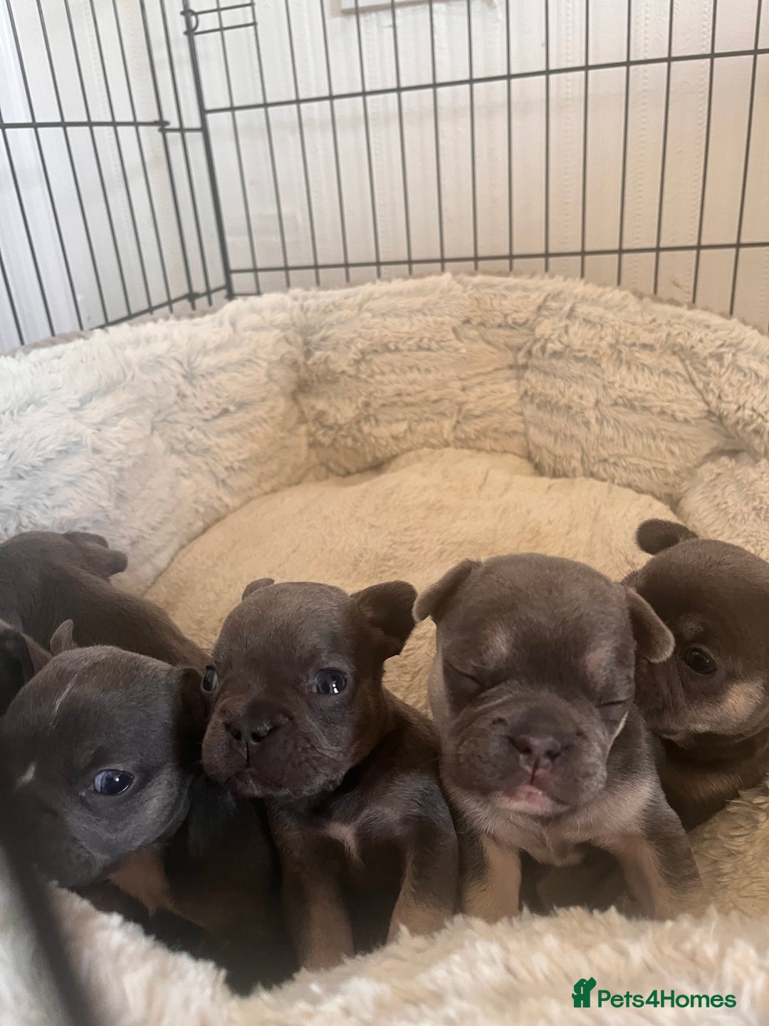 French Bulldog dogs for sale: Cutest frenchies pups  - Advert 5