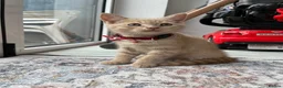 Mixed Breed cats for sale: Kitten  in Hornchurch - Advert 4