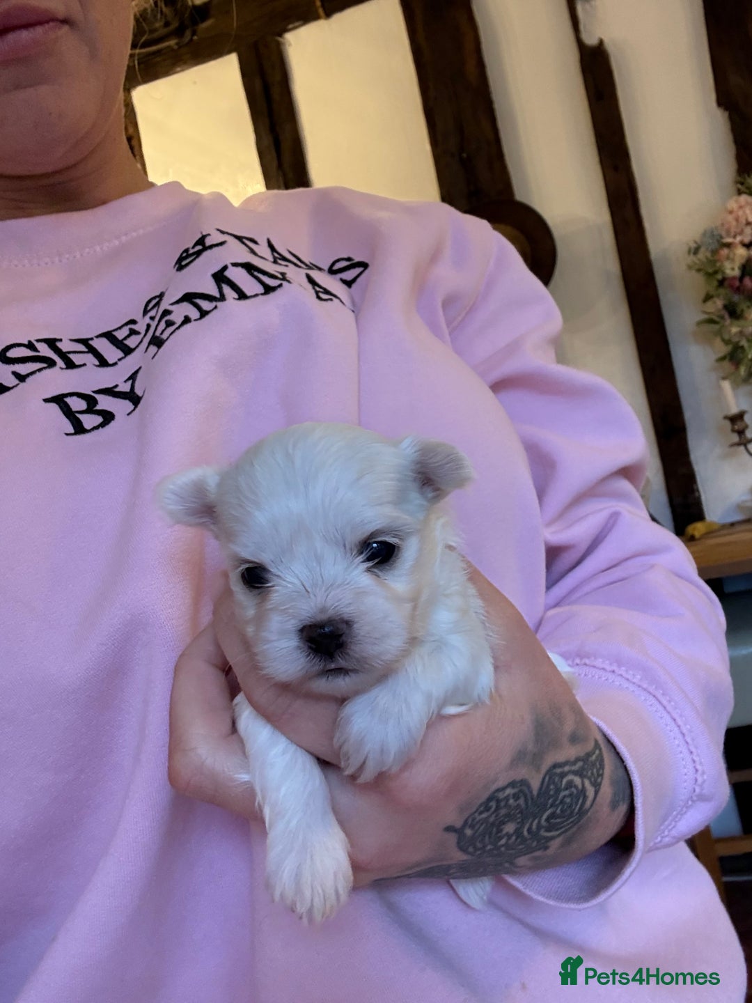 Morkie dogs for sale: Dainty little morkies - Advert 1