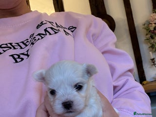 Morkie dogs Dainty little morkies - Advert 11