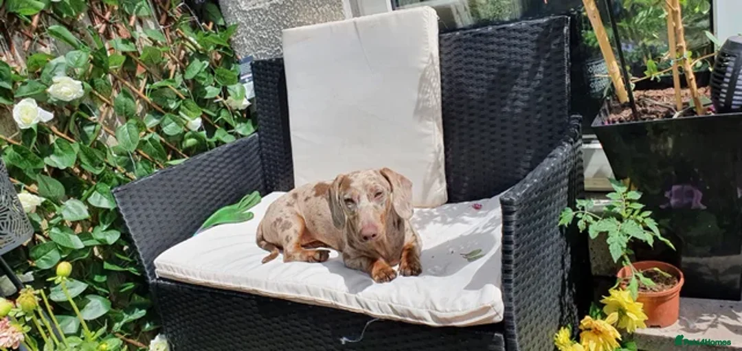 Dachshund dogs for stud: PROVEN dapple daschund stud  - Advert 2