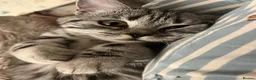 British Shorthair cats for sale: Silver Tabby British Shorthair  in Beverley - Advert 10