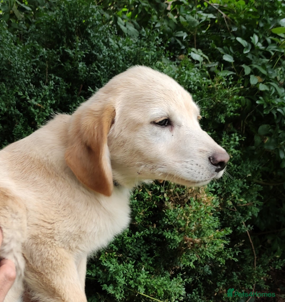 Labradoodle dogs for sale: Labradoodle / Fox Red Labrador X Puppies - Image 18