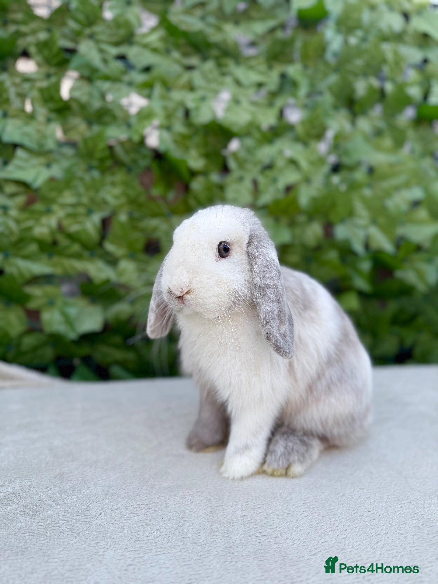 Mini Lop rabbits for sale: Mini Lop Female Chocolate Magpie - Advert 20