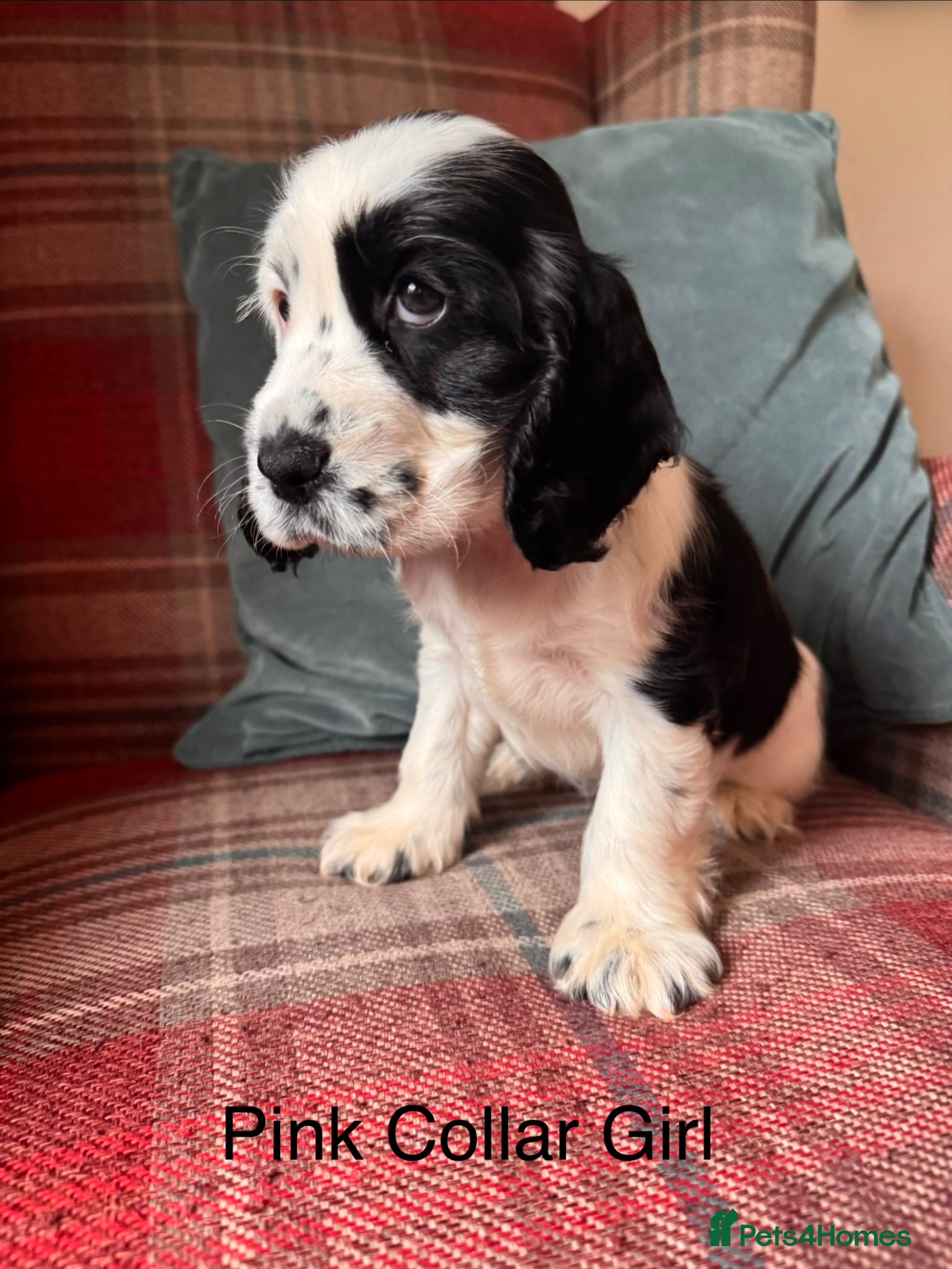 Cocker Spaniel dogs for sale: KC Registered, health tested, show type puppies - Advert 7