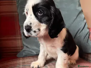 Cocker Spaniel dogs for sale: KC Reg, health tested, show type pups ready now! - Advert 2