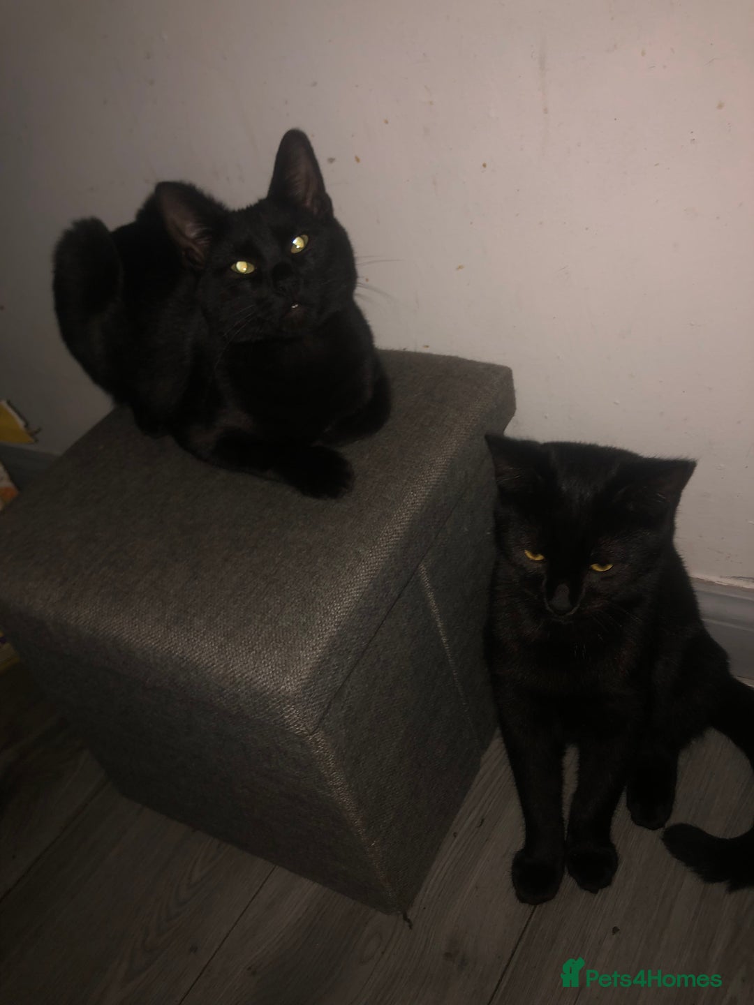 Domestic Shorthair cats for sale: 4 kittens 🐈‍⬛  - Advert 1