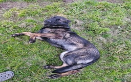 German Shepherd dogs for sale: Trained, Exceptional Working Line GSD  - Image 2