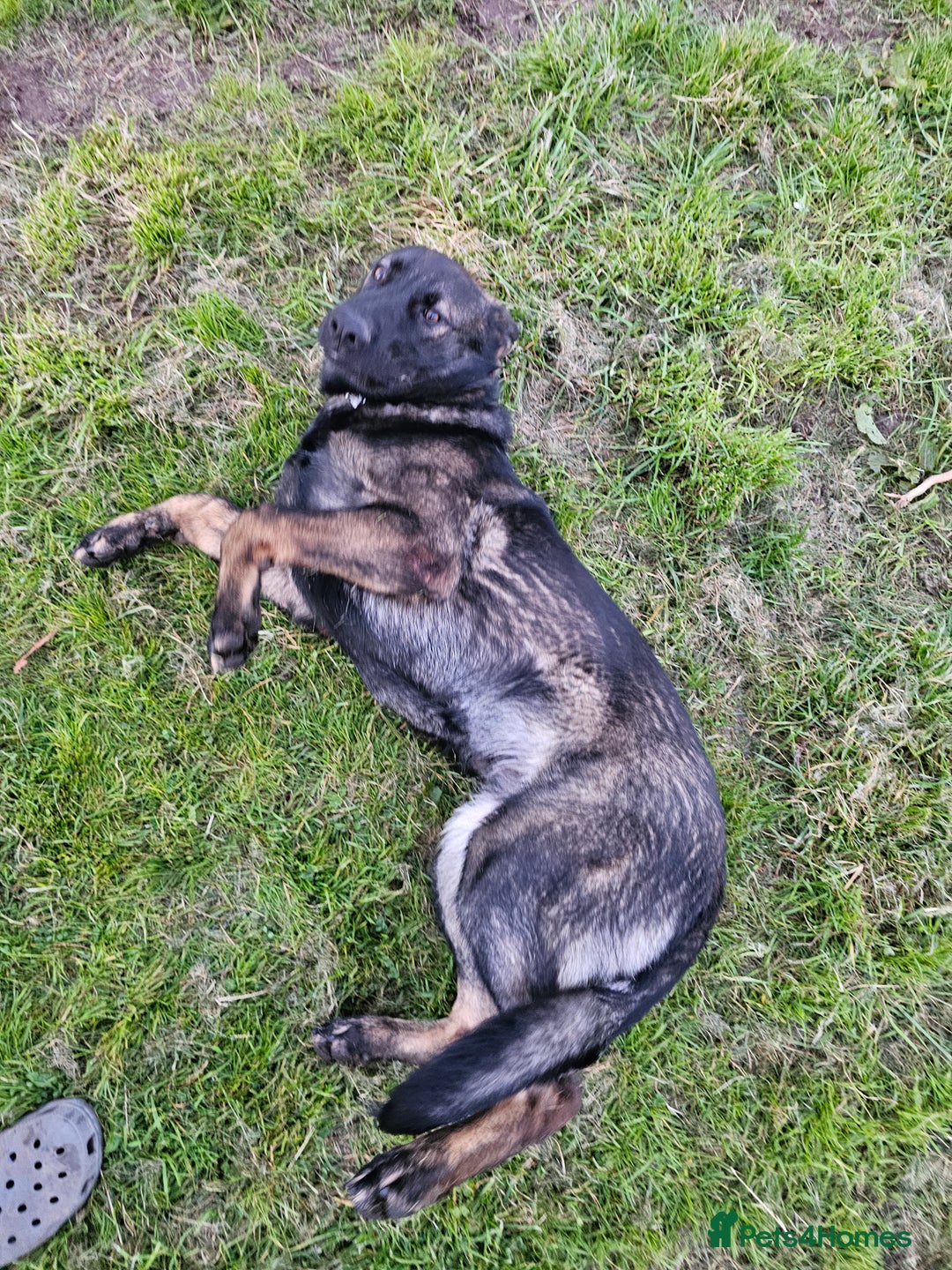 German Shepherd dogs for sale: Trained, Exceptional Working Line GSD  - Image 2