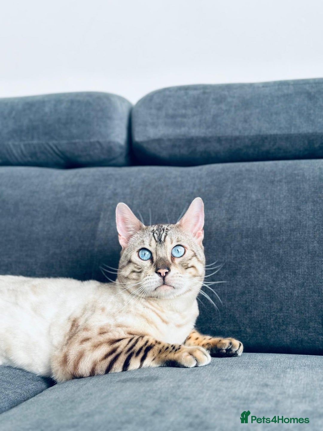 Bengal cats for sale: Beautiful 3-Year-Old Snow Bengal for sale - Image 5