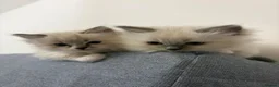 Ragdoll cats for sale: 4 beautiful, gentle, fluffy and active kittens  in Glasgow - Advert 13