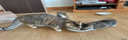 Mixed Breed cats for sale: Tabby kittens for sale in pair, sister and brother in Haverhill - Advert 7