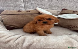 Cavapoo dogs for sale: STANLEY 🎀 - Image 18