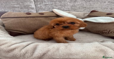 Cavapoo dogs - Advert 5