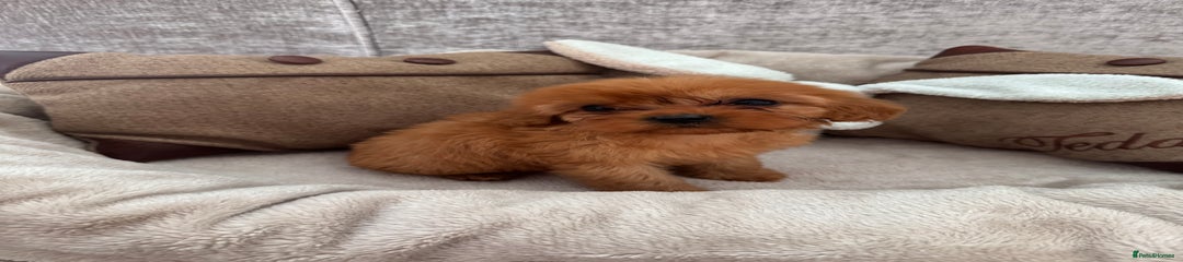 Cavapoo Puppy 1