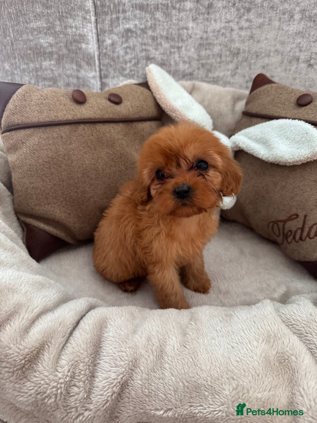 Cavapoo dogs for sale: STANLEY 🎀 - Image 18