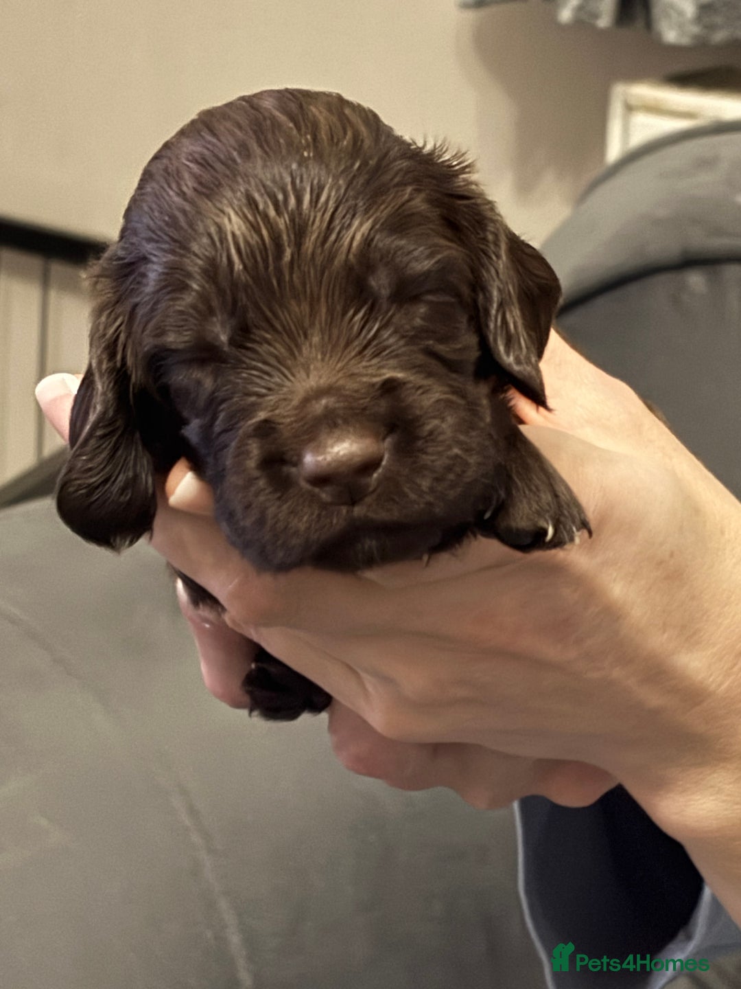 Sprocker dogs for sale: Sprocker puppies - Advert 2