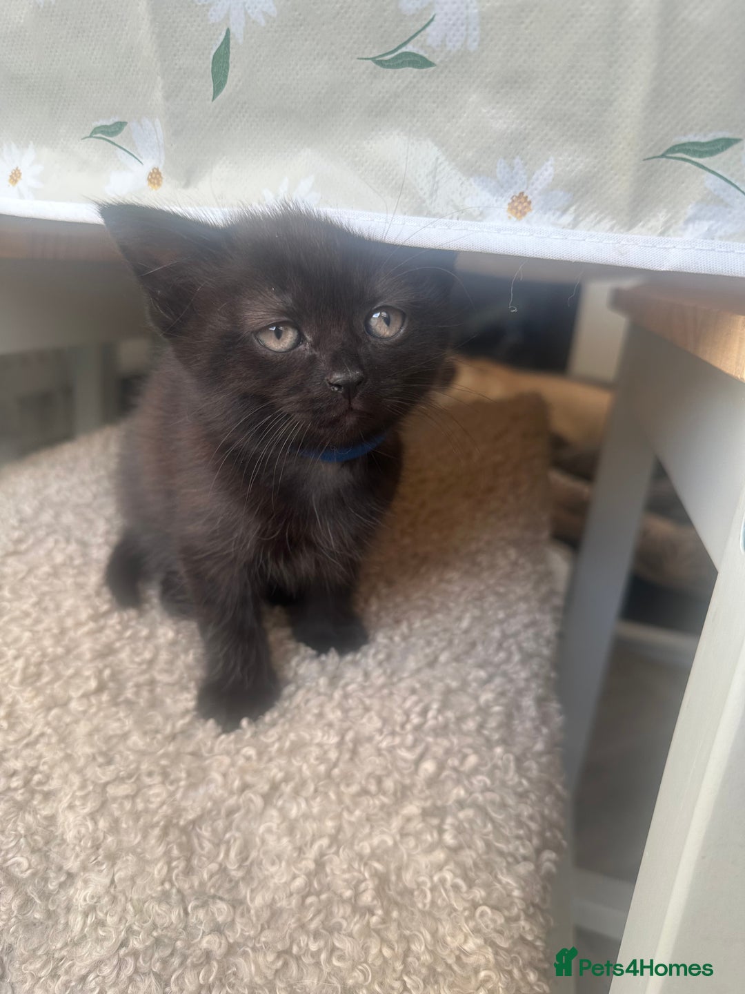 British Shorthair cats for sale: British shorthair kittens  - Image 9