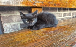 Mixed Breed cats for sale: Kittens - Image 3