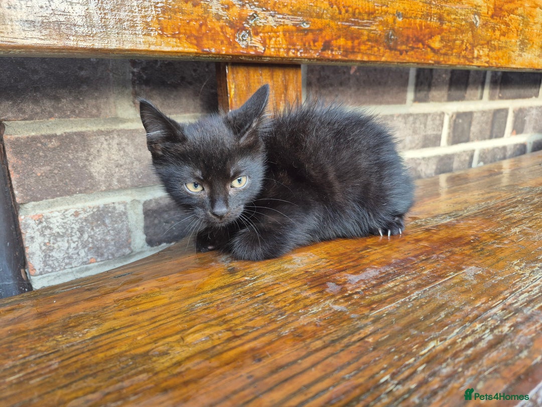 Mixed Breed cats for sale: Kittens - Image 3