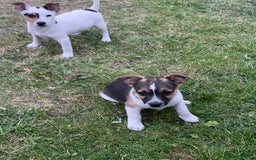 Jack Russell dogs for sale: Jack Russel puppies for sale - Image 4