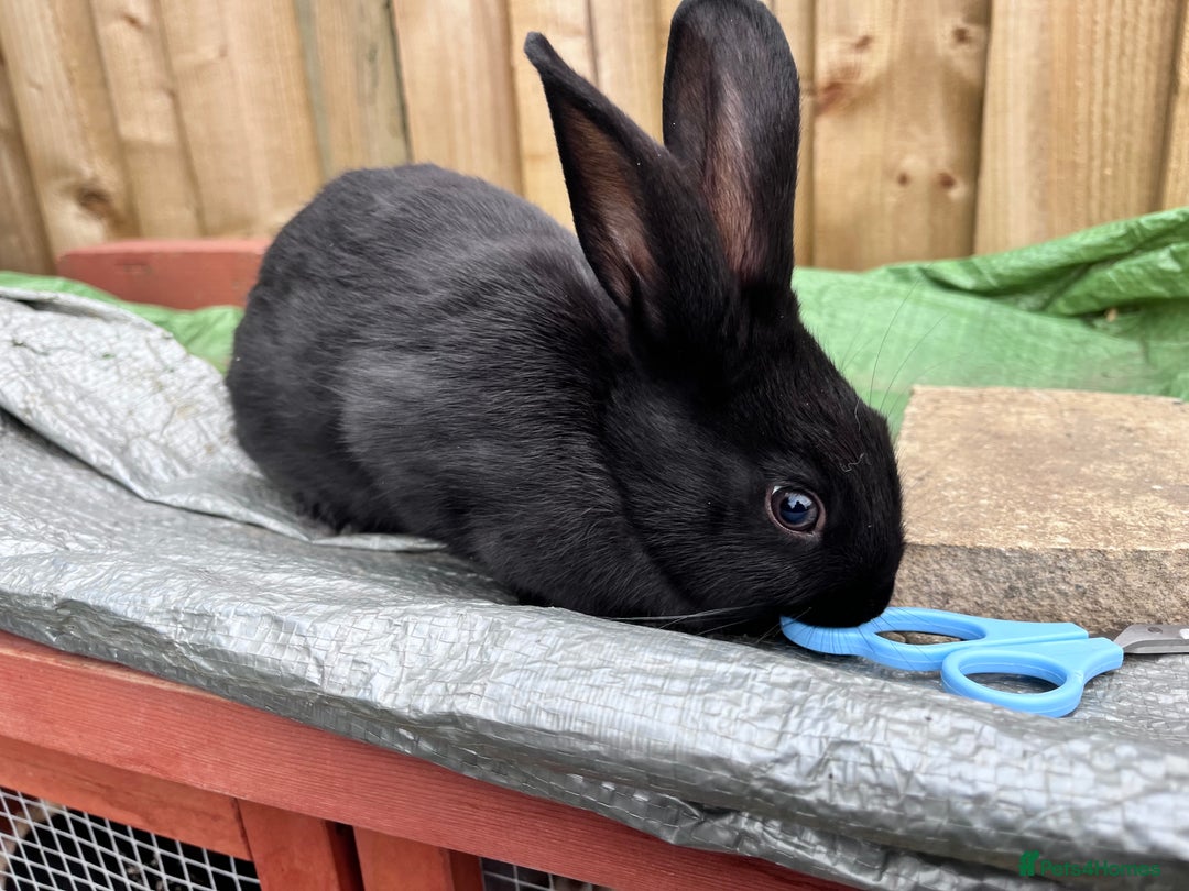English rabbits for sale: New Zealand cross English babies - Image 13