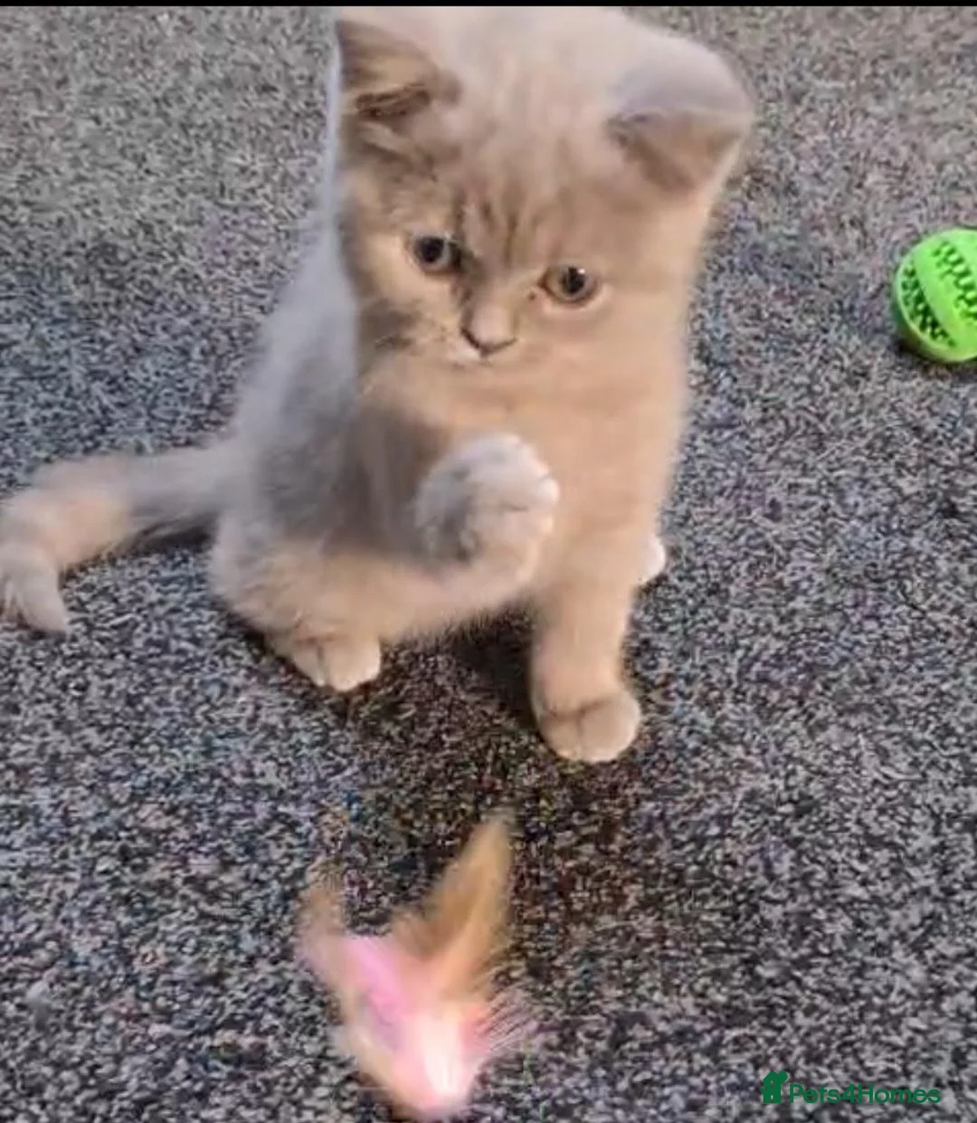 British Shorthair cats for sale: *LAST ONE* Female British Shorthair Kitten! - Advert 1