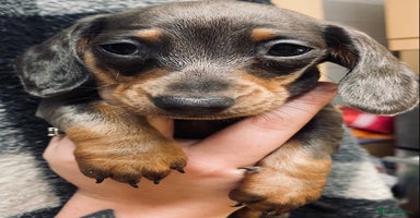 Miniature Dachshund dogs 3 beautiful miniature dachshund boys - Advert 11