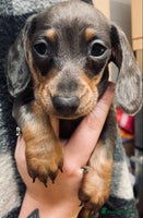 Miniature Dachshund dogs 3 beautiful miniature dachshund boys - Advert 9