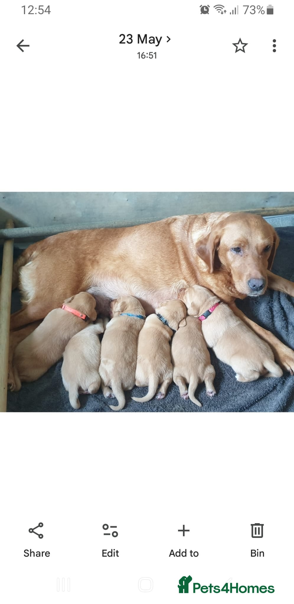 Labrador Retriever dogs Lovely Chunky Fox Red Labs - Advert 1