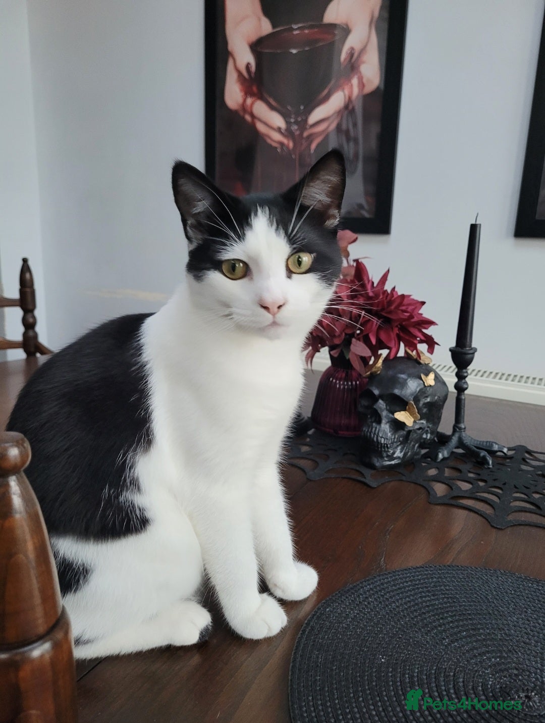 Mixed Breed cats for sale: Cuddly male cat  - Advert 2