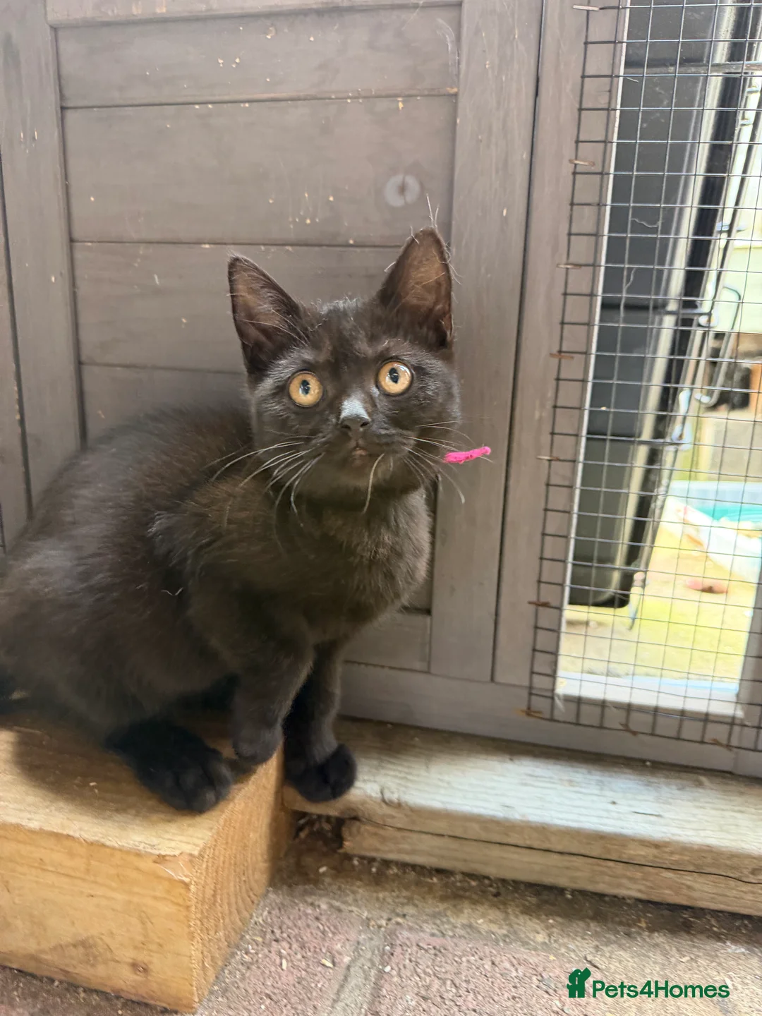 British Shorthair cats for sale: British Shorthair kittens various colours  - Advert 2