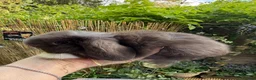 Mini Lop rabbits for sale: Stunning mini lops - Advert 2