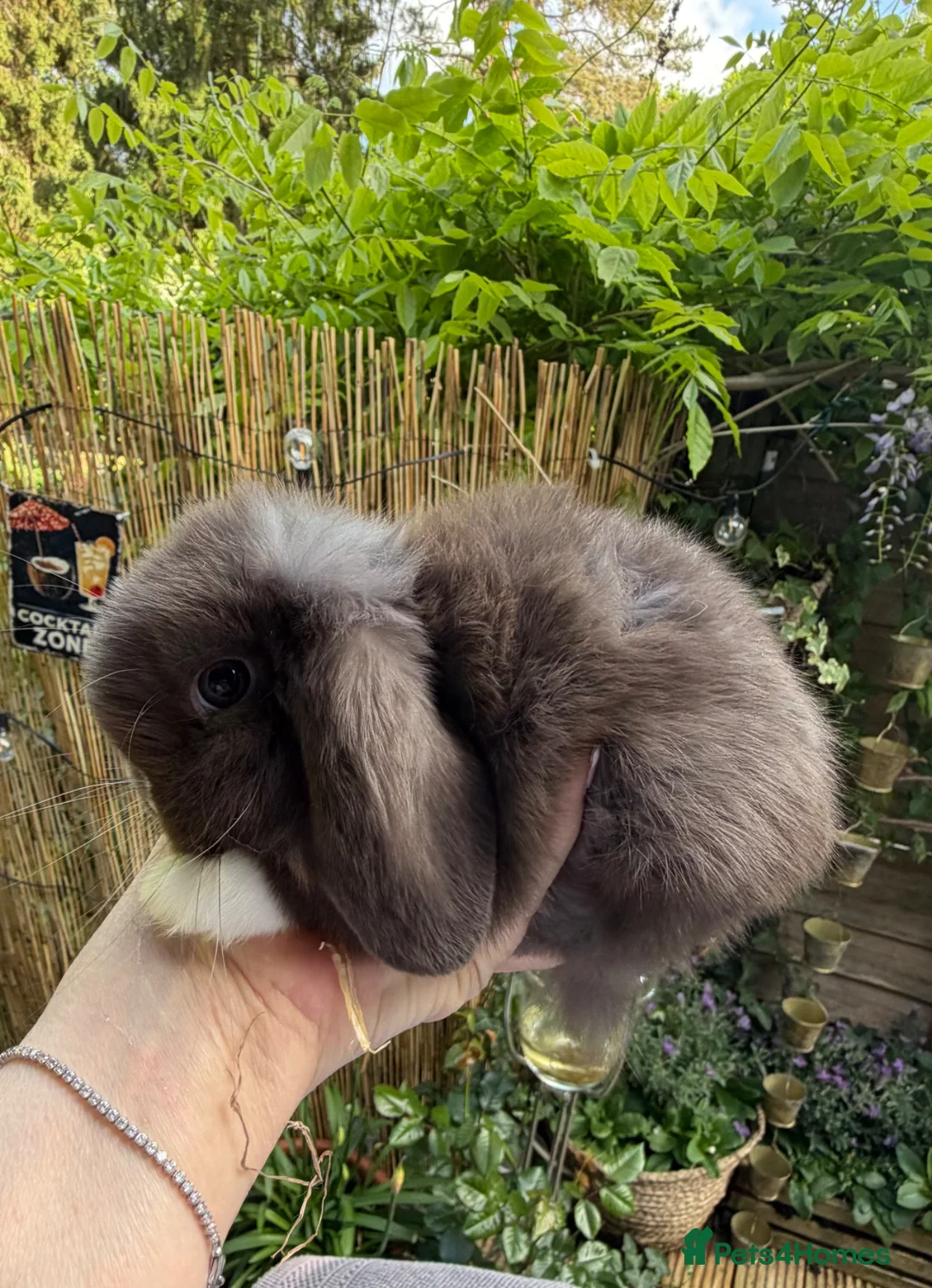 Mini Lop rabbits for sale: Stunning mini lops - Advert 2