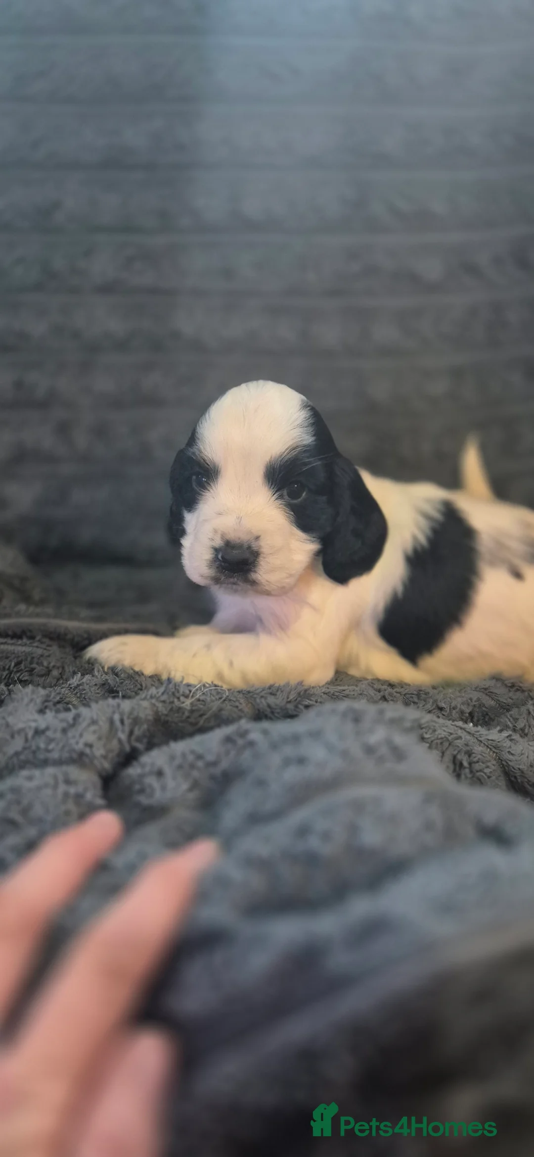 Sprocker dogs for sale: **LAST PUP** Beautiful Sprocker pups - Advert 10