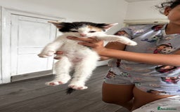 European cats for sale: kittens - Image 3