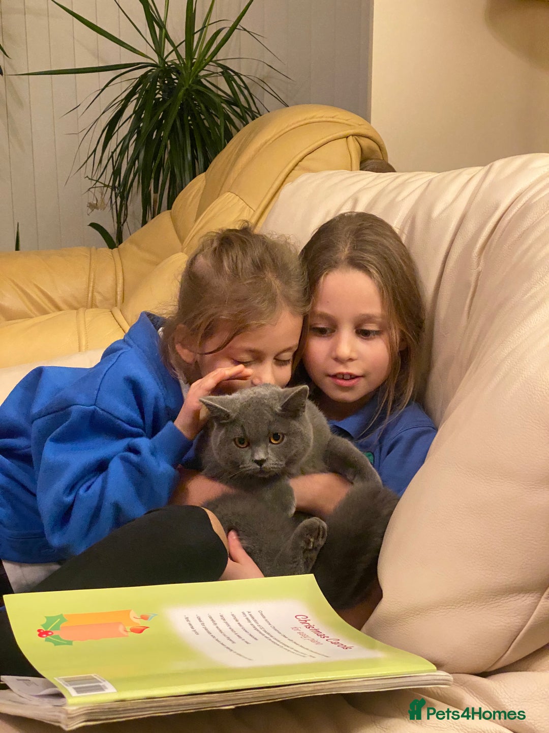 British Shorthair cats for sale: Stunning Rare Pedigree British Shorthair Brothers - Advert 19