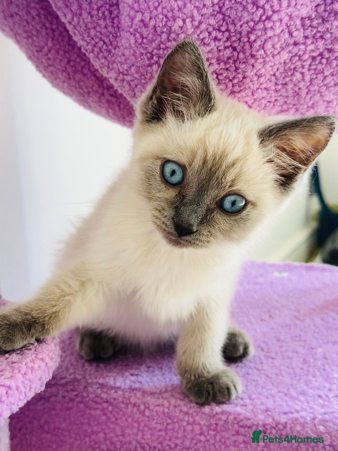 Ragdoll cats for sale: Ragdoll kitten for sale - Image 3