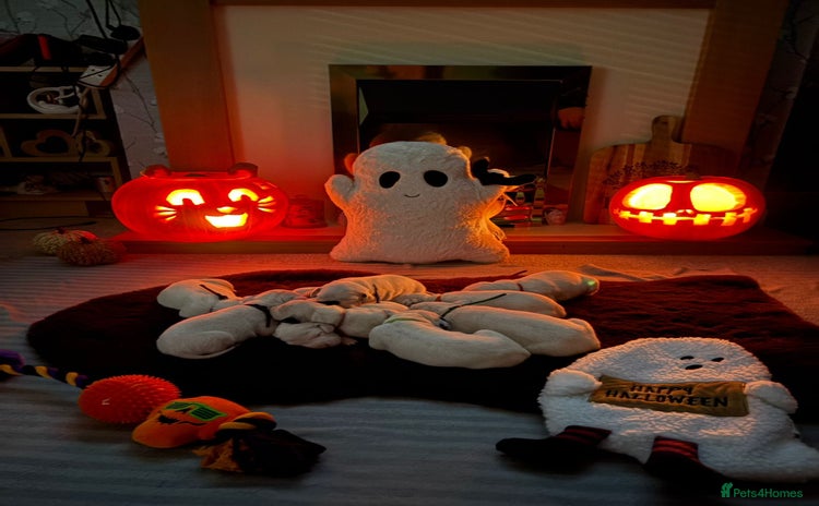 Dalmatian dogs - Advert 2