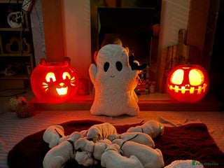 Dalmatian dogs - Advert 1