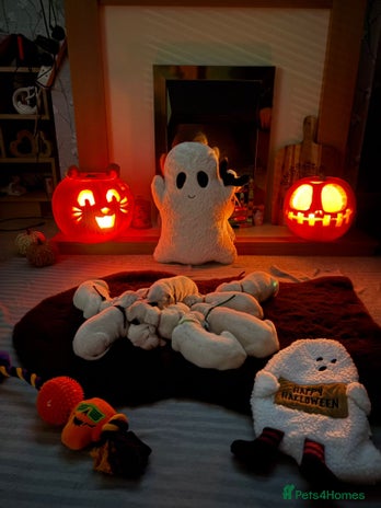 Dalmatian dogs - Advert 2