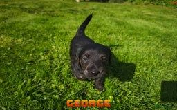 Mixed Breed dogs for sale: Parson Russell Cross Puppies  - Image 10