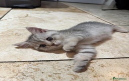 British Shorthair cats for sale: British Shorthair Chinchillas - Image 5