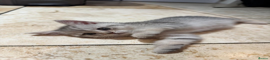 British Shorthair Kitten 4