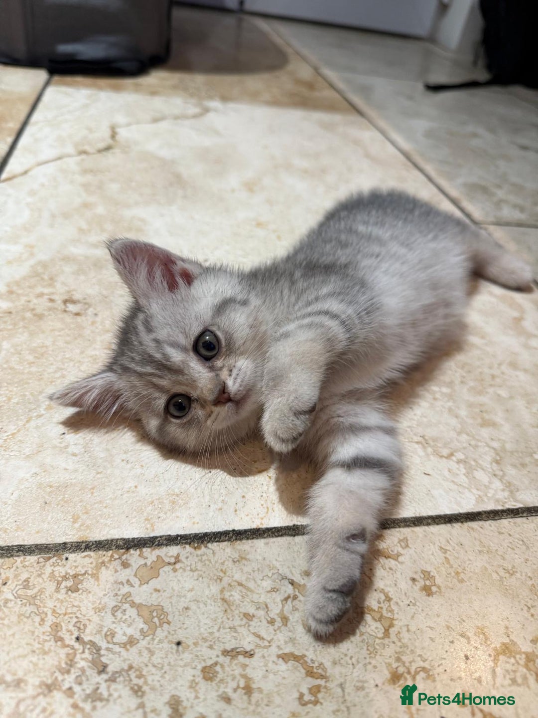 British Shorthair cats for sale: British Shorthair Chinchillas - Image 5