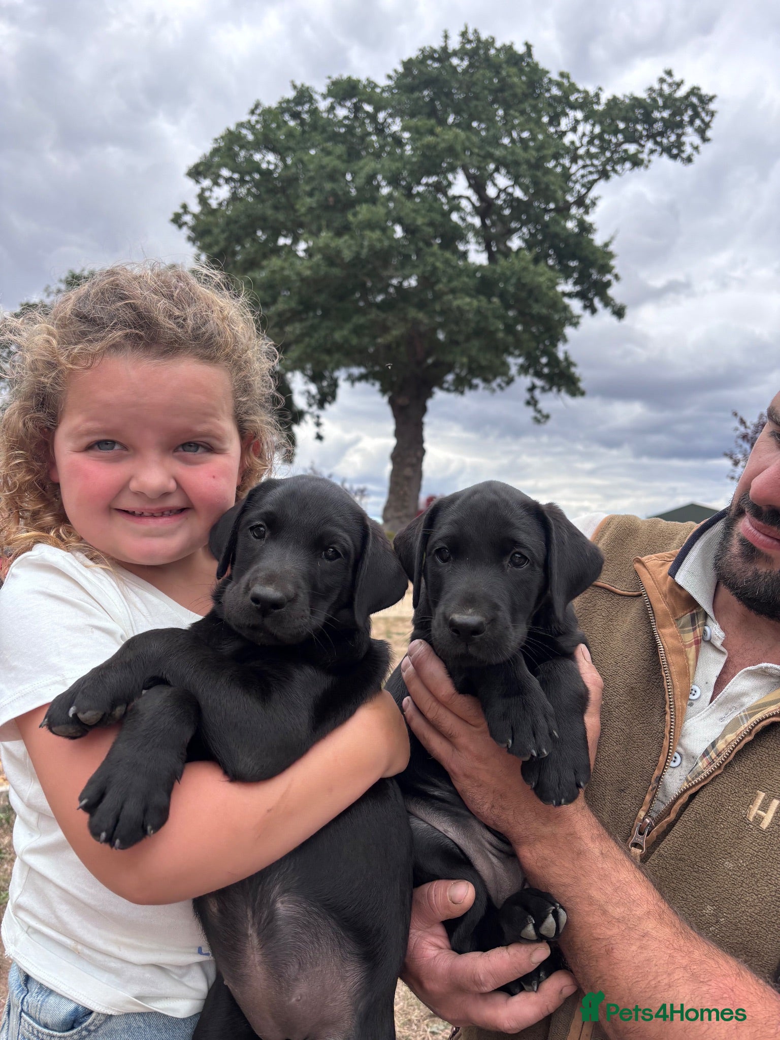Labrador Retriever dogs Ready to leave weekend Lab pups **2 girls left** - Advert 1