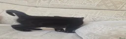 Mixed Breed cats for sale: Black kittens - Advert 6