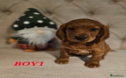 Cocker Spaniel dogs for sale: KC REGISTERED WORKING COCKERS - Image 11