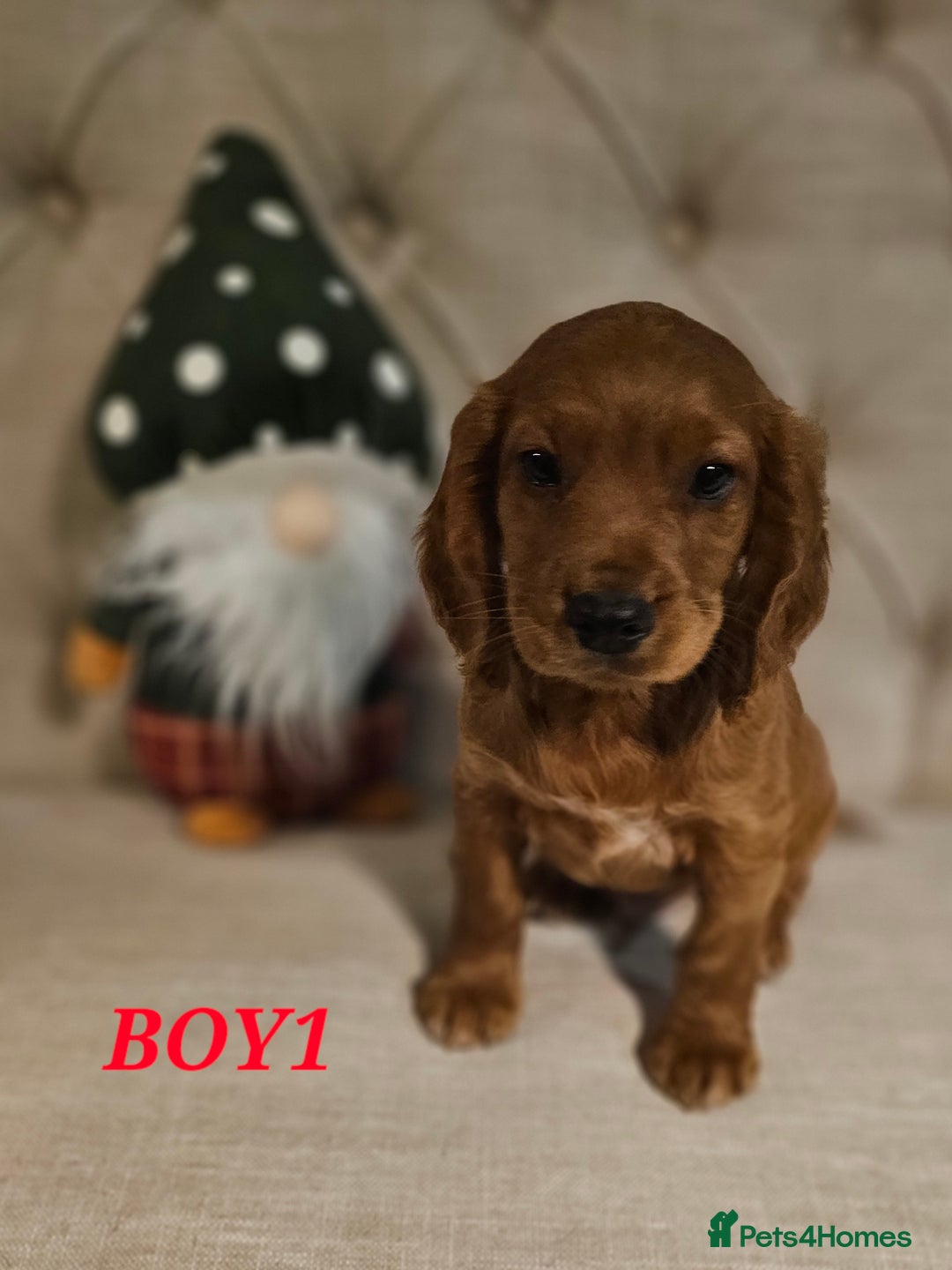 Cocker Spaniel dogs for sale: KC REGISTERED WORKING COCKERS - Image 11