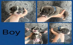 Staffordshire Bull Terrier dogs for sale: Blue and white stafffordshire terrier puppies - Image 5